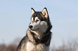 ALASKAN MALAMUTE 797